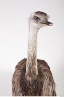 Emus body photo reference 0027
